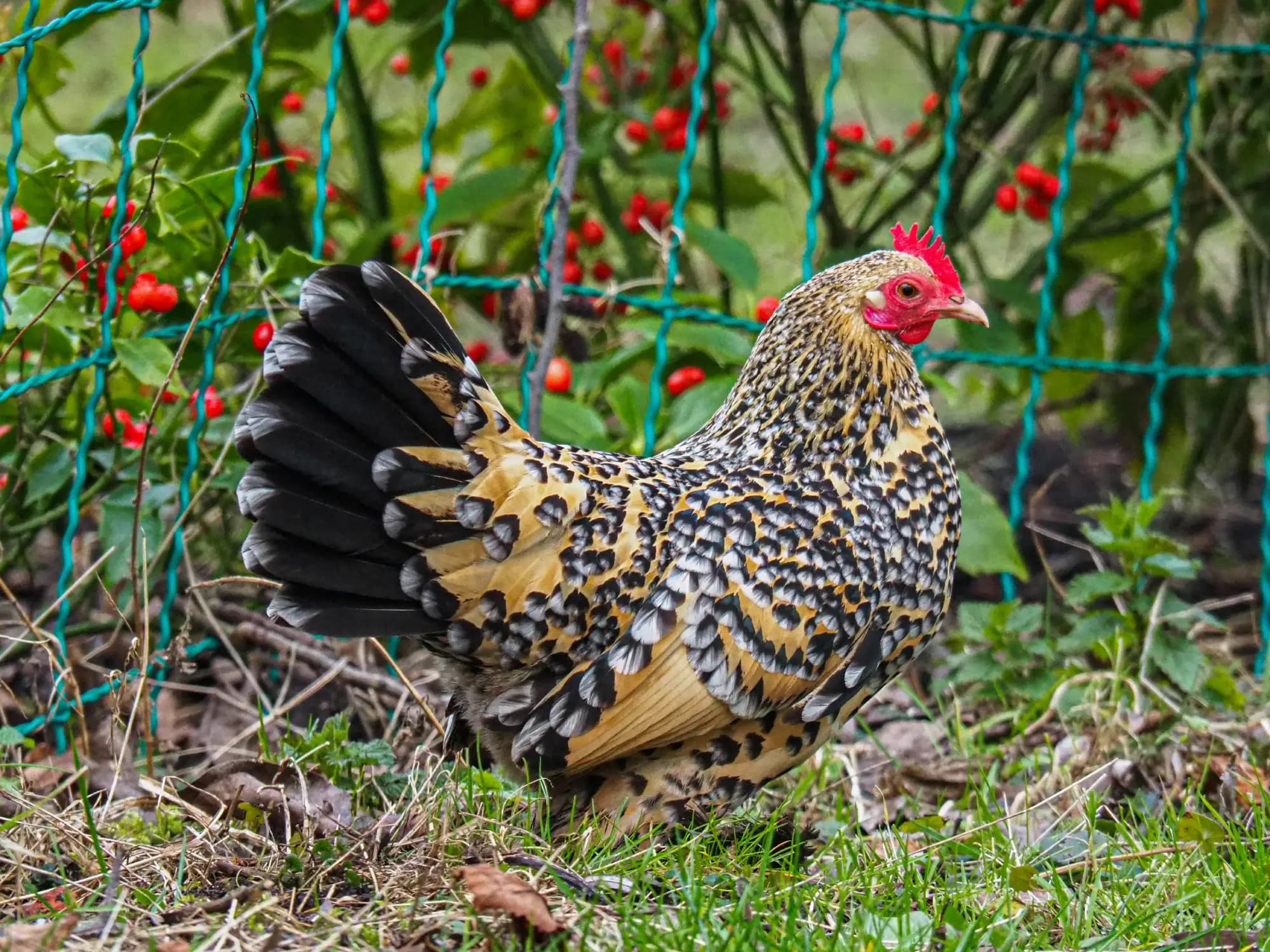 Bantams