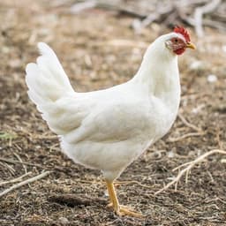 White Leghorn Chicken - 130_WhiteLeghorn