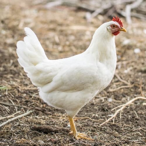 White Leghorn Chicken