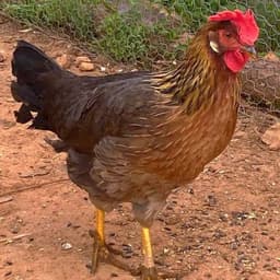 Brown Leghorn Chicken - 131_BrownLeghorn