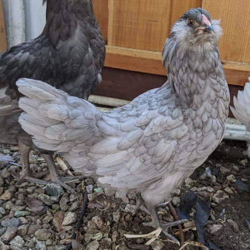 Blue Ameraucana Chicken