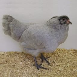 Lavender Ameraucana Chicken - 149_Lavender_Ameraucana