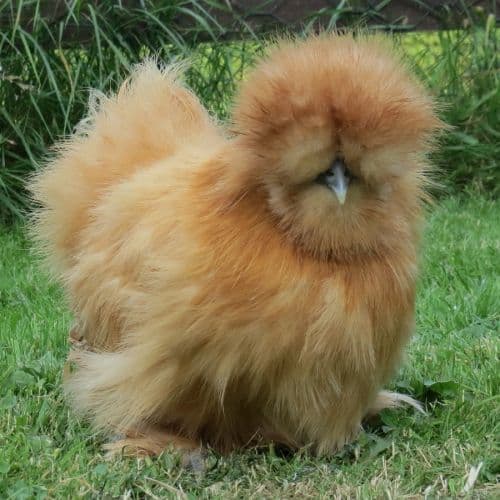 Buff Silkie Bantams