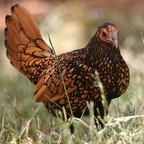 Golden Sebright Bantams