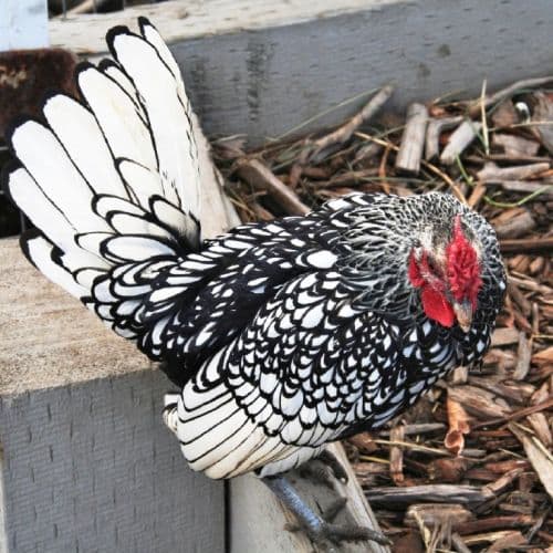 Silver Sebright Bantams