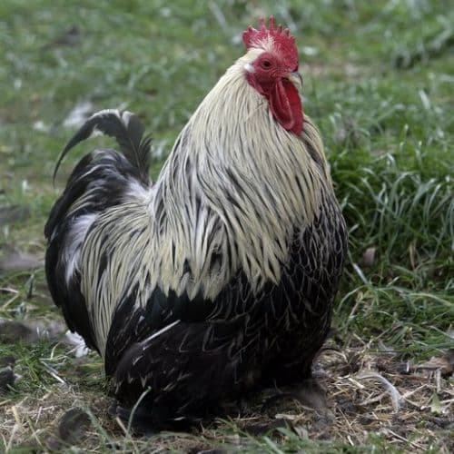 Birchen Cochin Bantams