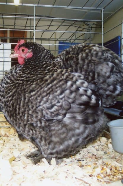 Barred Cochin Bantam