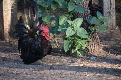 Black Japanese Bantams