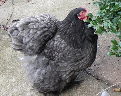 Blue Cochin Bantams