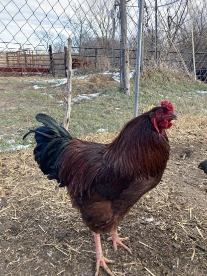 Buckeye Chicken