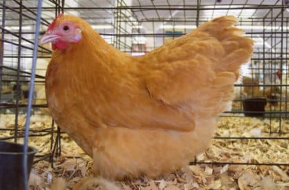 Buff Orpington Bantam