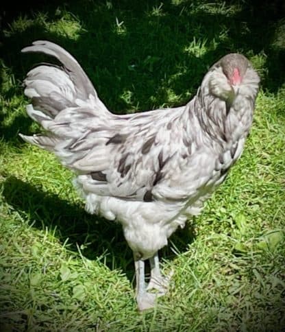 Splash Ameraucana Chicken