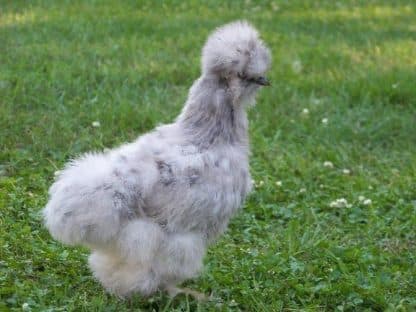 Splash Silkie Bantams