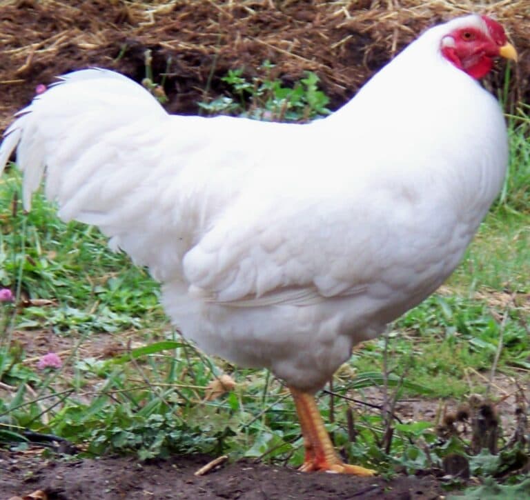 White Chantecler Chicken