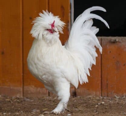 White Sultan Chicken