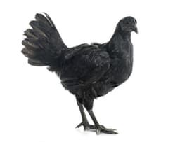 Ayam Cemani Chicken - ayam_cemani_female