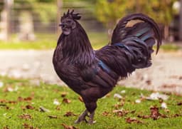 Ayam Cemani Chicken - ayam_cemani_male