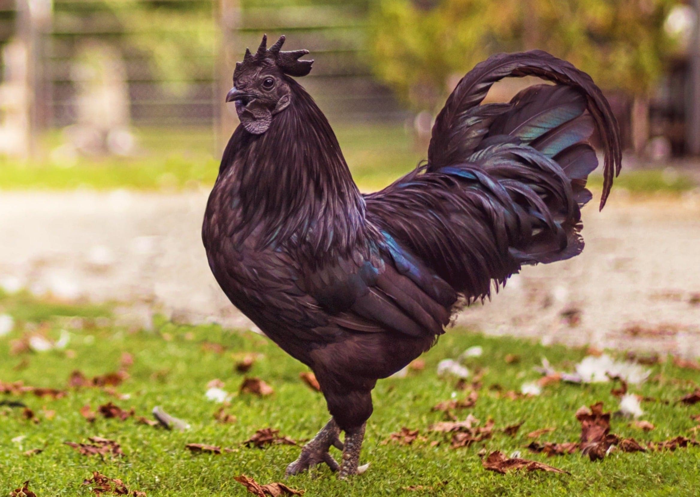 Ayam Cemani Chicken