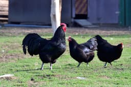 Black Australorp Chicken - black_australorp_group