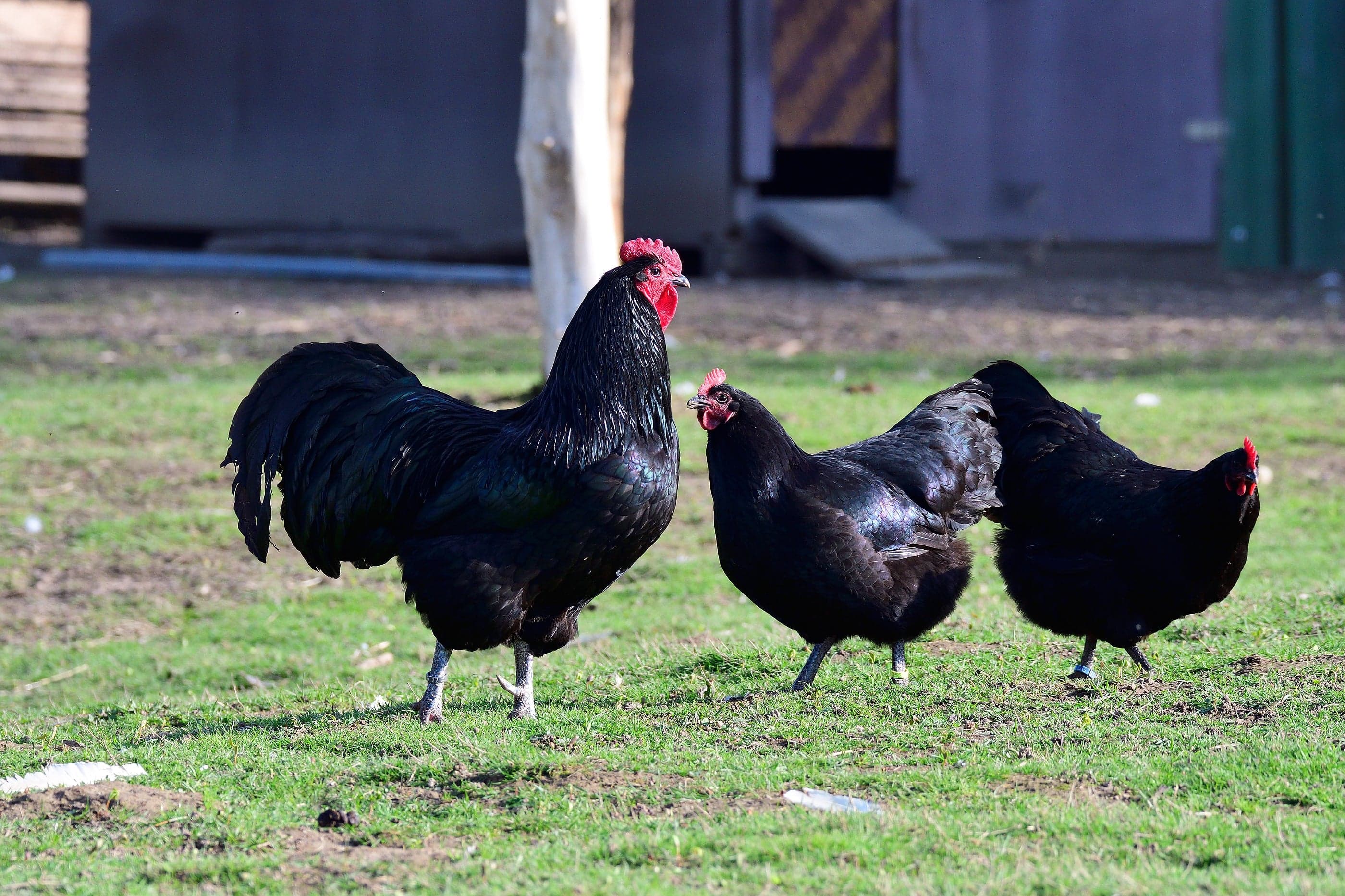 Black Australorp Chicken