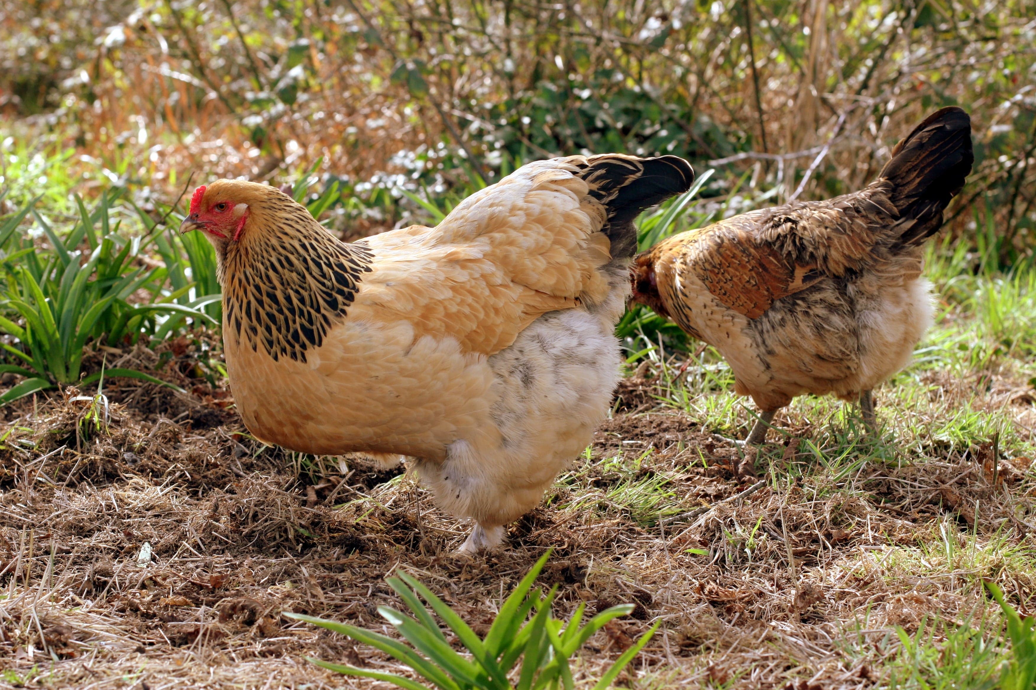 Buff Brahma Bantam