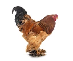 Buff Brahma Bantam - buff_brahma_male