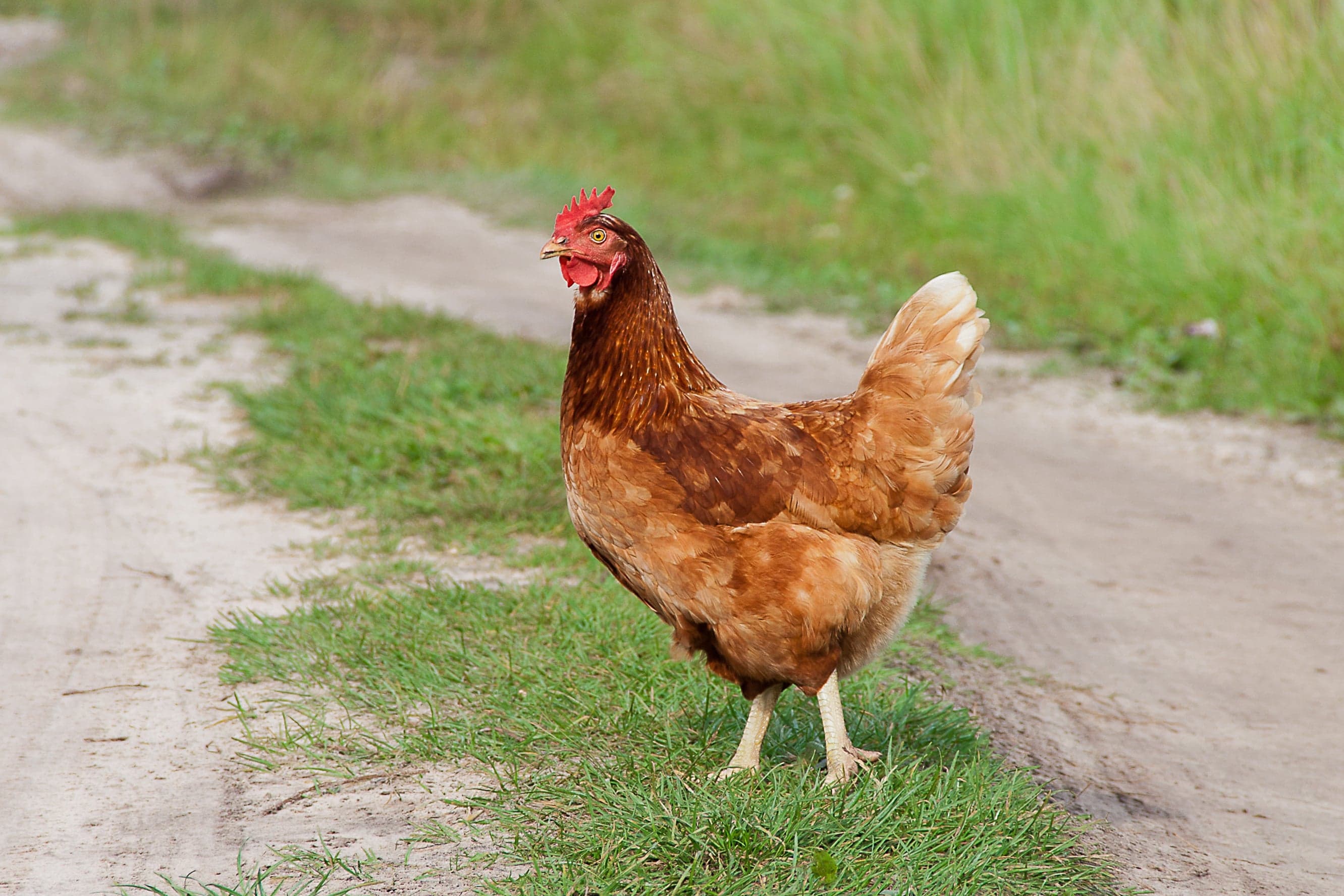 Golden Duchess Chicken