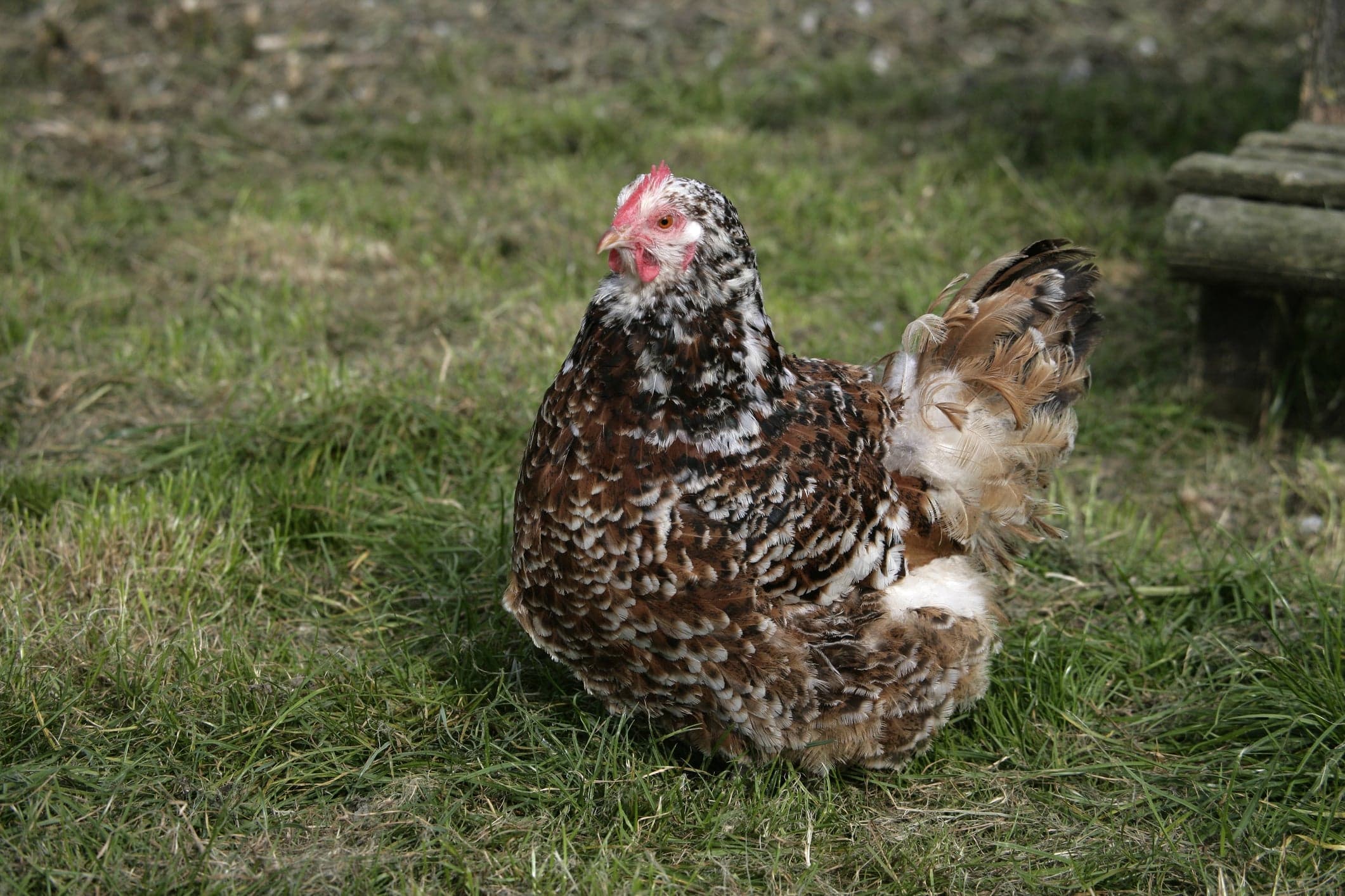 Jubilee Orpington Chicken - jubilee_orpington_female