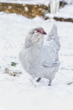 Lavender Ameraucana Chicken - lavender_ameraucana_female