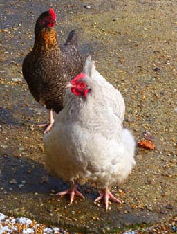 Lavender Orpington Chicken - lavender_orpington_female