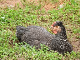 Olive Egger Chicken - olive_egger_female