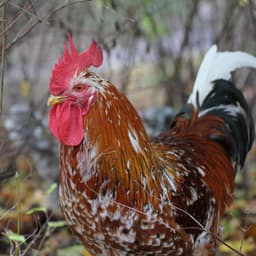 Speckled Sussex - speckled_sussex_male