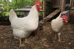 White Leghorn Chicken - white_leghorn_female