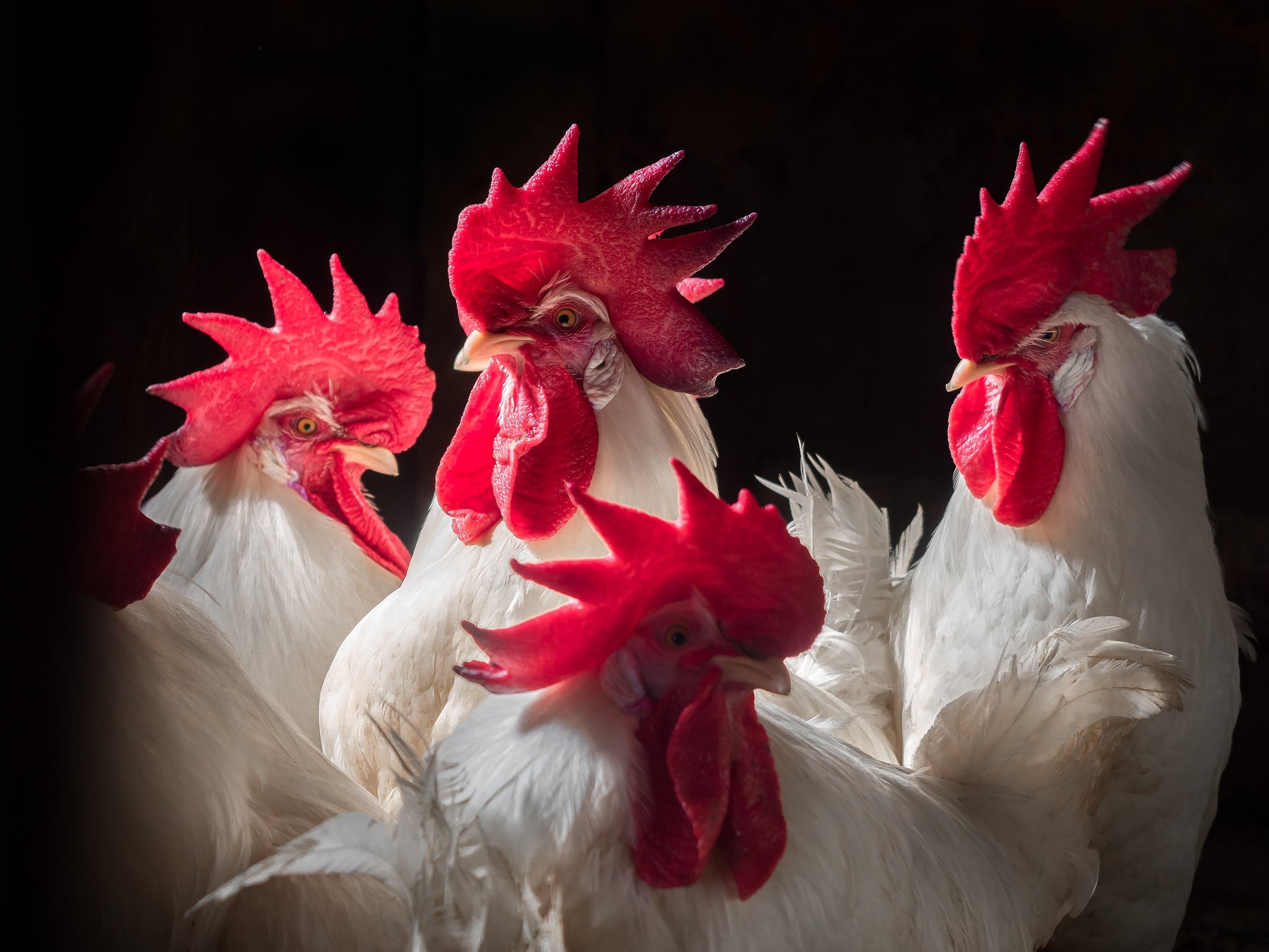 White Leghorn Chicken - white_leghorn_male