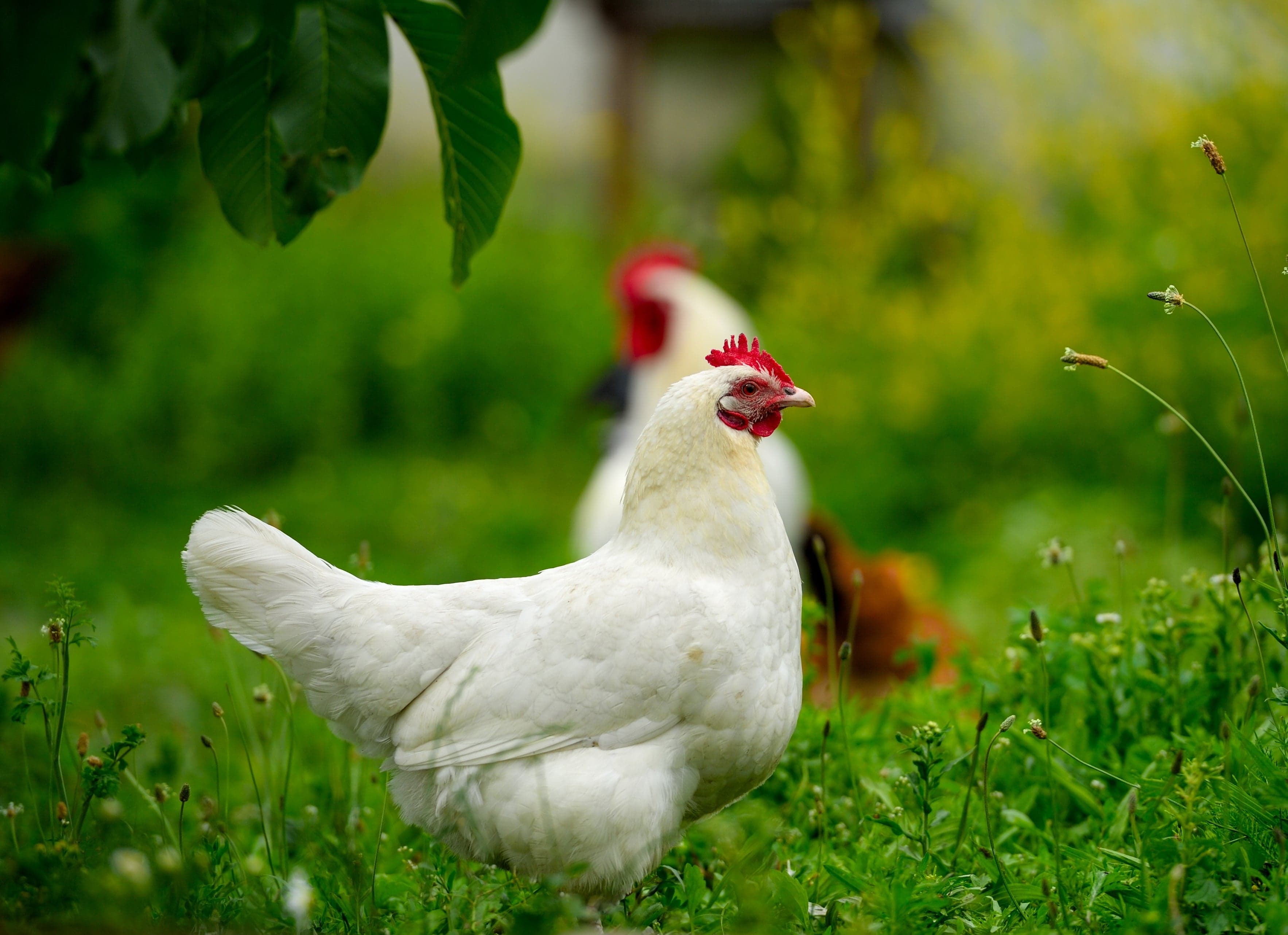 White Rock Chicken